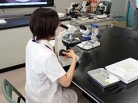 アミロプラストの観察